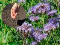 Siej facelię wiosną lub latem, aby przyciągnąć pszczoły. Na zdjęciu widać rękę rozsypującą nasiona na ziemi i kwitnące fioletowe kwiaty.