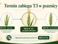 Grafika pokazuje rozwój kłosa pszenicy w różnych fazach: kłoszenie (BBCH 59), początek kwitnienia (BBCH 61-65) i koniec kwitnienia (BBCH 69). Najczęściej optymalny termin zabiegu T3 w pszenicy to BBCH 61-65.