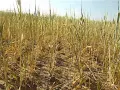 Pole pszenicy z widocznymi oznakami uszkodzeń, być może po zastosowaniu środka chloropiryfos 480 ec.