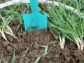 Łopatka w ziemi, obok młodych kępek pszenżyta. Idealny czas, kiedy siać pszenżyto, by uzyskać obfite plony.