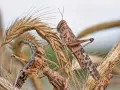 Plaga szarańczy na kłosach zbóż. Owady w brązowych barwach, z widocznymi wzorami na ciele, wspinają się po uschniętych źdźbłach.