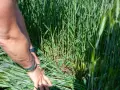 Ręka w bransoletkach bada gęste łany zboża, sprawdzając jego fundamentum 700 wg.
