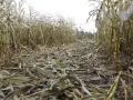 Zniszczone łodygi i liście dzikiego kukurydzy leżą na ziemi po żniwach.