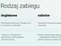 Porównanie zabiegów doglebowych i nalistnych. Herbicydy na chwasty – eliminacja konkurencji już od wschodów lub możliwość oznaczenia gatunków.