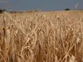 Złote kłosy jęczmienia jarego dojrzewają na polu. Idealny czas, kiedy siać jęczmień jary, zbliża się wielkimi krokami.