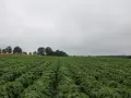 Pole obsiane soją, widać rzędy zielonych roślin. Na horyzoncie drzewa i zboże. To efekt udanego wysiewu soi na 1 ha.