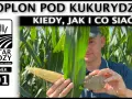 Rolnik pokazuje kolbę kukurydzy i bryłę ziemi, omawiając poplon pod kukurydzę.