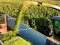 Kombajn sieczkarnią zbiera kukurydzę na kiszonkę. Idealny moment, kiedy kosić kukurydzę na kiszonkę, to teraz!