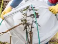 Ochrona róży przed mrozem. Kaptur termiczny zapewnia optymalną temperaturę stosowania dla rośliny zimą.