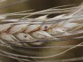 Zbliżenie na kłos pszenicy durum, z widocznymi ziarnami i delikatnymi włoskami.