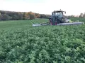 Zielony traktor kosi pole pełne lucerny i koniczyny. W tle las.