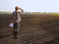 Rolnik wpatruje się w pole, zastanawiając się nad przyszłością upraw po tym, jak deltametryna wycofana.