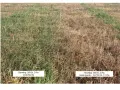 Porównanie skuteczności Roundup 360 SL 2 l/ha na twardej wodzie. Różne ilości wody na hektar oprysku wpływają na efekt.