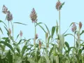 Wysokie łodygi sorgo na kiszonkę z zielonymi liśćmi i brązowymi wiechami na tle błękitnego nieba.