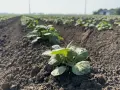 Młode, zielone pędy ziemniaków wyrastają z rzędów na polu. Idealny czas na wybór, jaki poplon pod ziemniaki, by zapewnić im najlepszy start.