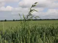 Zielone pole zboża z dominującą stokłosą płonną na pierwszym planie. W tle las i błękitne niebo z chmurami.