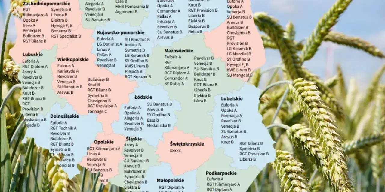 Mapa Polski z zaznaczonymi odmianami pszenicy ozimej.