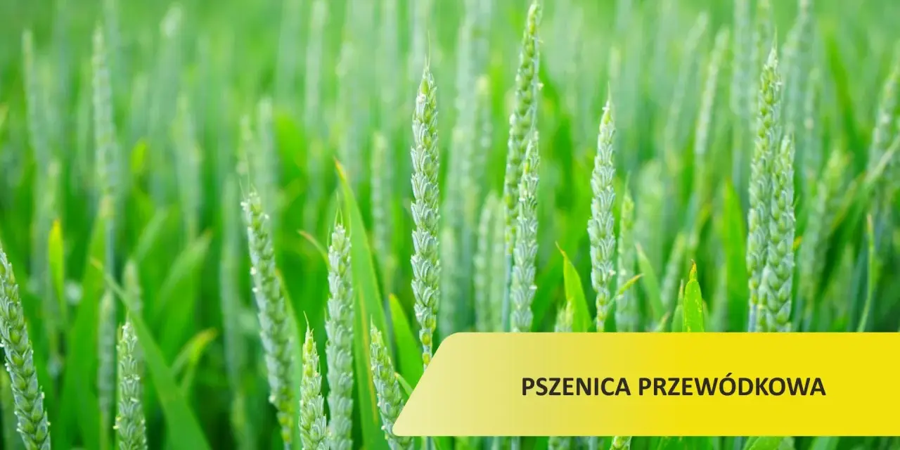 Zielone kłosy pszenicy przewódkowej na polu. Optymalny termin siewu to klucz do obfitych plonów.