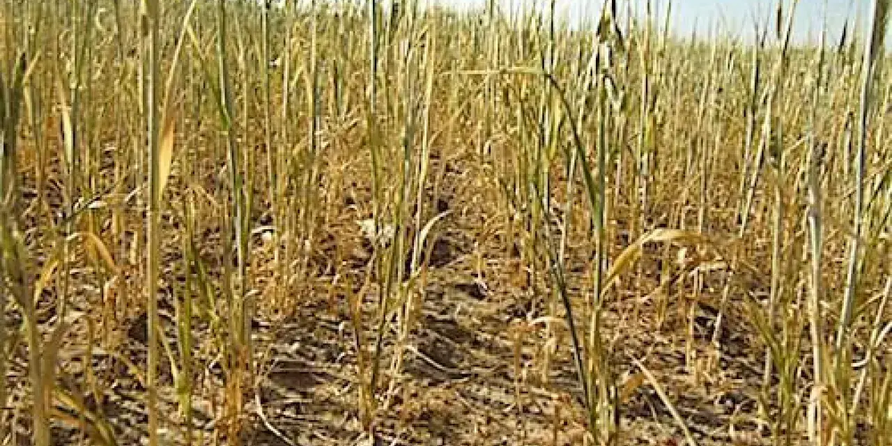 Pole pszenicy z widocznymi oznakami uszkodzeń, być może po zastosowaniu środka chloropiryfos 480 ec.
