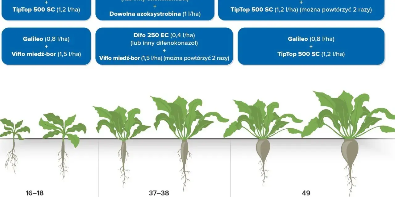 Ochrona buraka cukrowego przed chorobami i szkodnikami: schemat oprysków od fazy 6-8 liści do zbiorów.