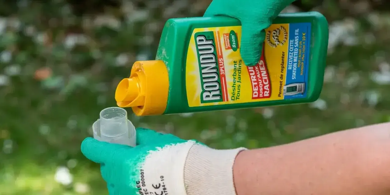 Ręce w zielonych rękawiczkach przelewają płyn z butelki Roundup do miarki. Zastanawiasz się, jak długo Roundup pozostaje w glebie?