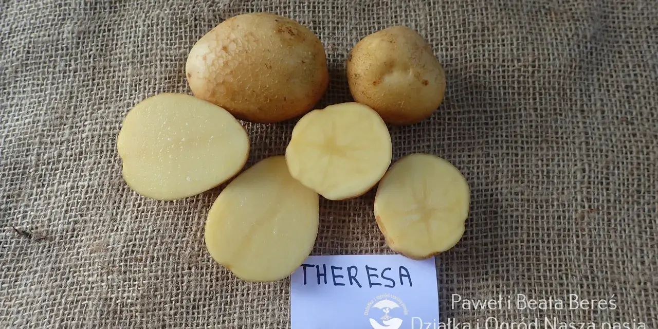 Nowe odmiany ziemniaka Theresa. Całe i przekrojone bulwy na płóciennym tle.