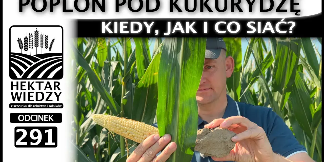 Rolnik pokazuje kolbę kukurydzy i bryłę ziemi, omawiając poplon pod kukurydzę.
