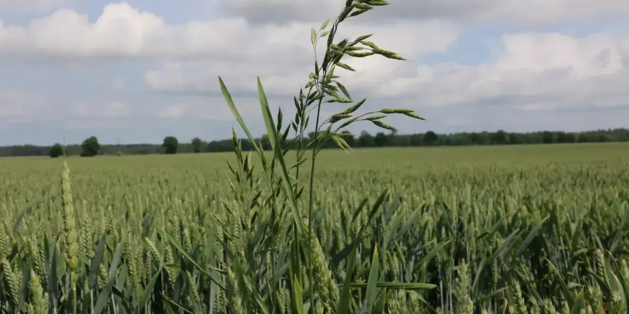 Zielone pole zboża z dominującą stokłosą płonną na pierwszym planie. W tle las i błękitne niebo z chmurami.
