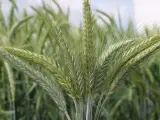 Kłosy pszenżyta ozimego w zbliżeniu, zielone łodygi i źdźbła tworzą tło.