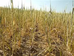 Pole pszenicy z widocznymi oznakami uszkodzeń, być może po zastosowaniu środka chloropiryfos 480 ec.