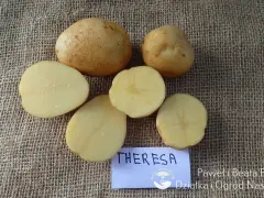 Nowe odmiany ziemniaka Theresa. Całe i przekrojone bulwy na płóciennym tle.
