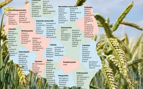 Mapa Polski z zaznaczonymi odmianami pszenicy ozimej.