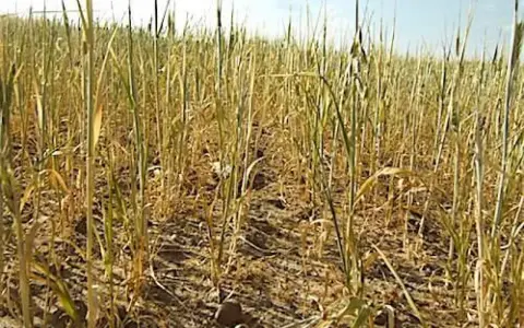 Pole pszenicy z widocznymi oznakami uszkodzeń, być może po zastosowaniu środka chloropiryfos 480 ec.