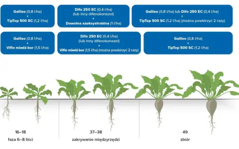 Ochrona buraka cukrowego przed chorobami i szkodnikami: schemat oprysków od fazy 6-8 liści do zbiorów.