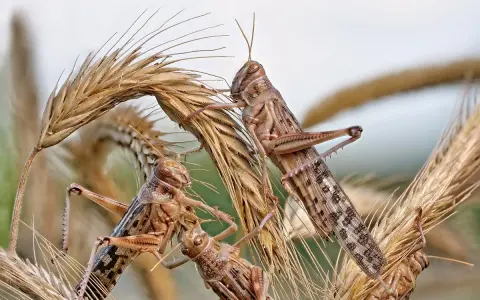 Plaga szarańczy na kłosach zbóż. Owady w brązowych barwach, z widocznymi wzorami na ciele, wspinają się po uschniętych źdźbłach.