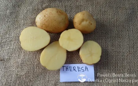Nowe odmiany ziemniaka Theresa. Całe i przekrojone bulwy na płóciennym tle.