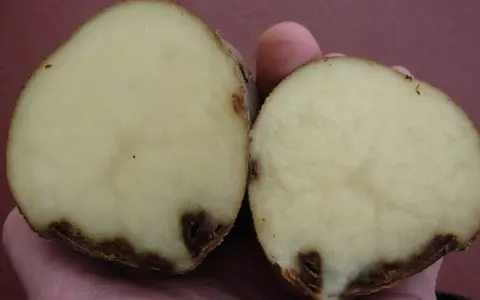 Przekrojony ziemniak z widocznymi ciemnymi plamami, wskazującymi na choroby ziemniaka.