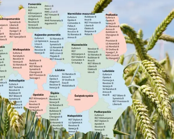 Mapa Polski z zaznaczonymi odmianami pszenicy ozimej.