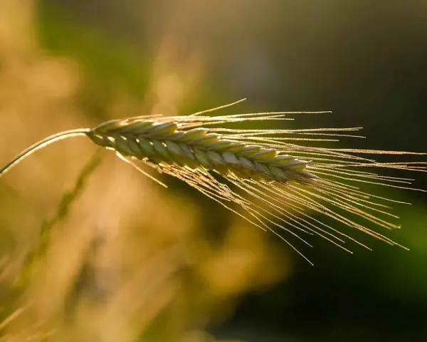 Kłos żyta jarego w złotym świetle. Idealny czas, kiedy siać żyto jare, by cieszyć się obfitymi plonami.