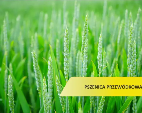 Zielone kłosy pszenicy przewódkowej na polu. Optymalny termin siewu to klucz do obfitych plonów.