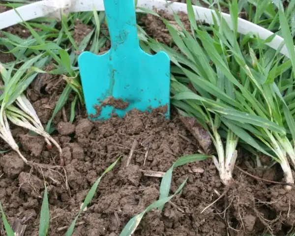 Łopatka w ziemi, obok młodych kępek pszenżyta. Idealny czas, kiedy siać pszenżyto, by uzyskać obfite plony.