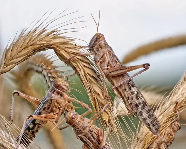 Plaga szarańczy na kłosach zbóż. Owady w brązowych barwach, z widocznymi wzorami na ciele, wspinają się po uschniętych źdźbłach.