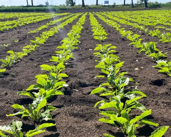 Młode buraki cukrowe w rzędach, gotowe na chwościk buraka oprysk.