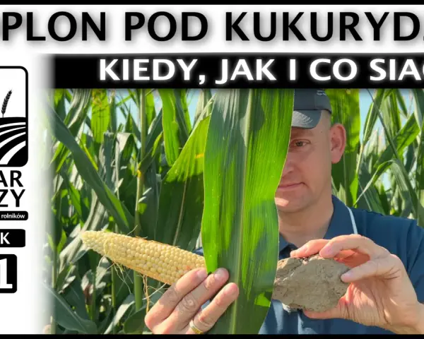 Rolnik pokazuje kolbę kukurydzy i bryłę ziemi, omawiając poplon pod kukurydzę.