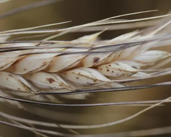 Zbliżenie na kłos pszenicy durum, z widocznymi ziarnami i delikatnymi włoskami.