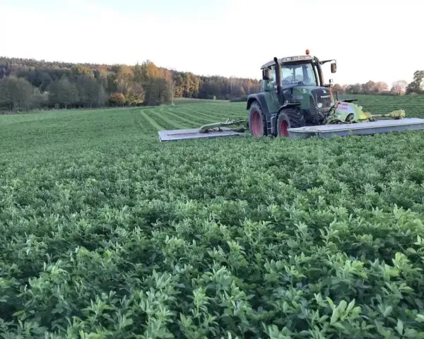 Zielony traktor kosi pole pełne lucerny i koniczyny. W tle las.