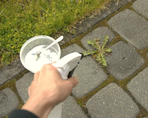 Ręka trzymająca opryskiwacz na zielsko, celując w chwast rosnący między kostkami brukowymi. Obok stoi pojemnik z białym proszkiem i łyżeczką.