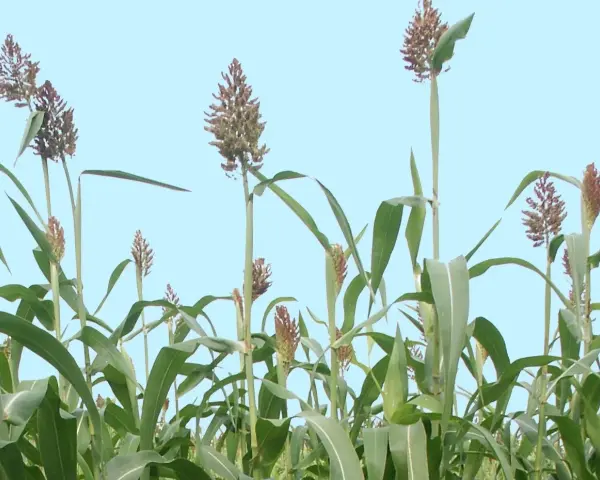 Wysokie łodygi sorgo na kiszonkę z zielonymi liśćmi i brązowymi wiechami na tle błękitnego nieba.