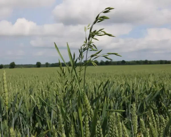 Zielone pole zboża z dominującą stokłosą płonną na pierwszym planie. W tle las i błękitne niebo z chmurami.