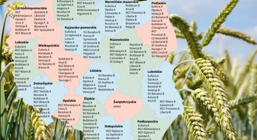 Mapa Polski z zaznaczonymi odmianami pszenicy ozimej.